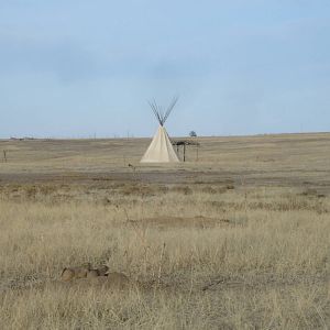 Prairie Dogs
