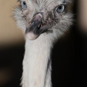 leucistic (blue-eyed) rhea