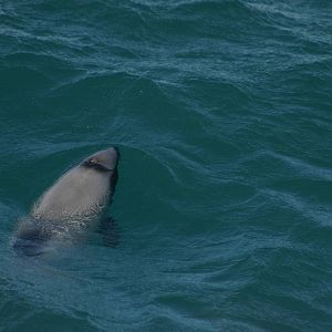 Hectors dolphin (Cephalorhynchus hectori)