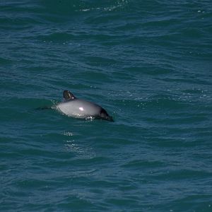 Hectors dolphin (Cephalorhynchus hectori)