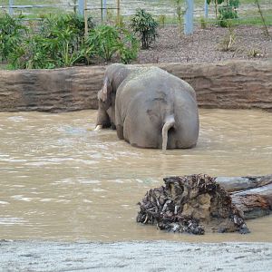 Billy in pool