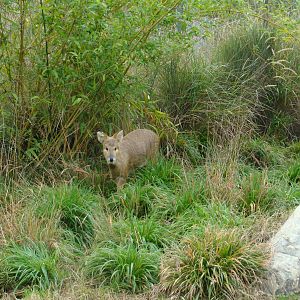 Chinese Water Deer