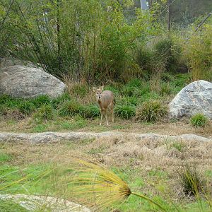 Chinese Water Deer