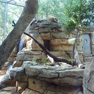 Jaguar Exhibit