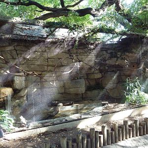 Guira Cuckoo Exhibit
