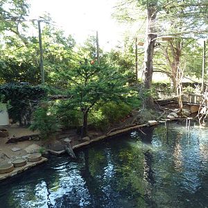 Walk-Through Amazon Aviary