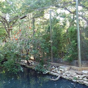 Walk-Through Amazon Aviary