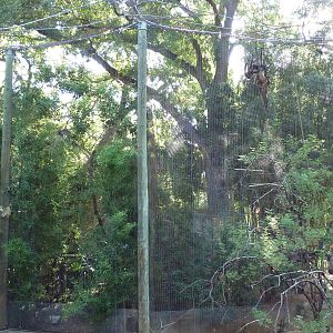 Spider Monkey Exhibit
