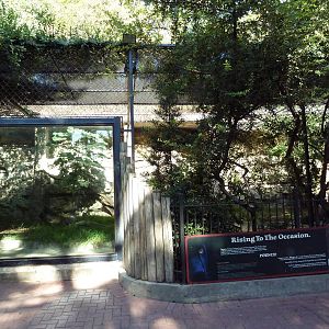 Black Leopard Exhibit
