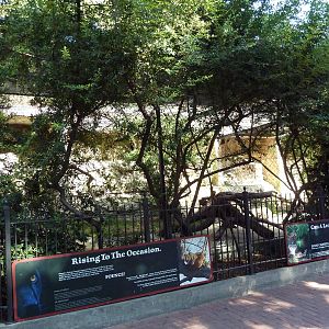 Black Leopard Exhibit
