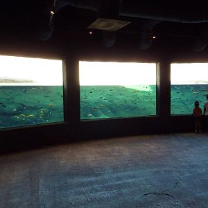 Africa Live - Nile Hippo Exhibit