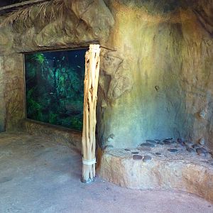 Africa Live - Cichlid Tank + Fossil Site