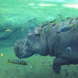 Africa Live - Nile Hippo