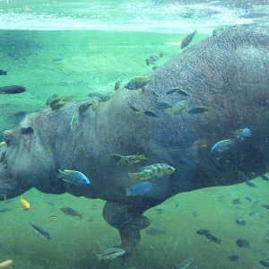 Africa Live - Nile Hippo