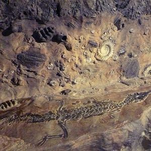 Africa Live - Fossil Site