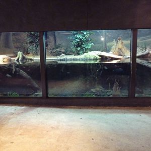Africa Live - Dwarf Crocodile/Mud Turtle Exhibit