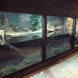 Africa Live - Dwarf Crocodile/Mud Turtle Exhibit