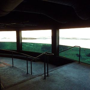 Africa Live - Nile Hippo Exhibit