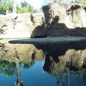 Africa Live - Nile Crocodile Exhibit