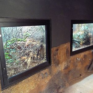 Africa Live - Green Mamba + Egyptian Cobra Exhibits