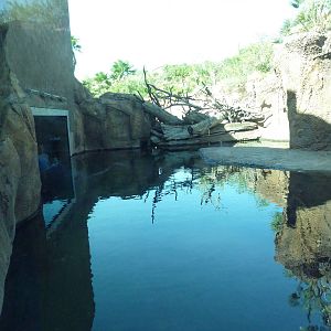 Africa Live - Nile Crocodile Exhibit