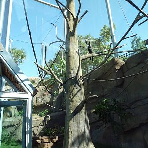 Africa Live - Angolan Colobus/Wolf's Guenon Exhibit