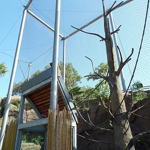Africa Live - Angolan Colobus/Wolf's Guenon Exhibit