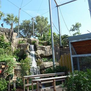 Africa Live - Angolan Colobus/Wolf's Guenon Exhibit