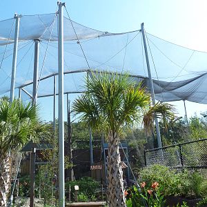 Africa Live - Angolan Colobus/Wolf's Guenon Exhibit