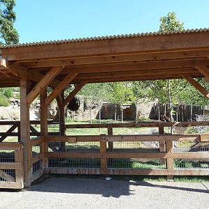 Africa Live - Okapi Exhibit