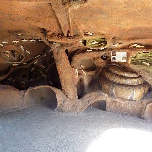 Africa Live - Termite Mound