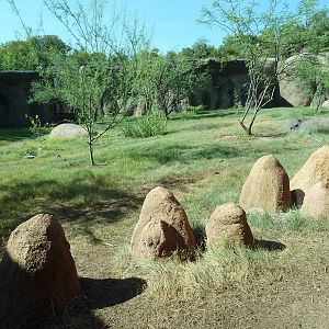 Africa Live - African Wild Dog Exhibit