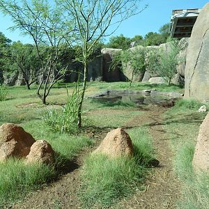 Africa Live - African Wild Dog Exhibit