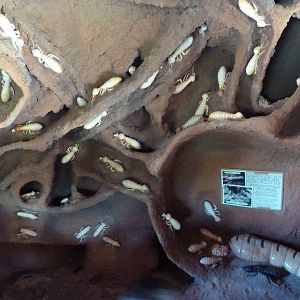 Africa Live - Termite Mound