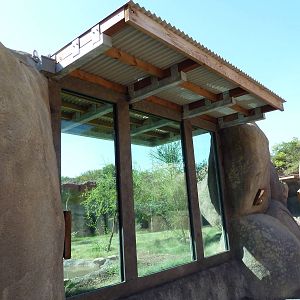 Africa Live - African Wild Dog Exhibit