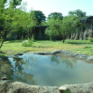 Africa Live - African Wild Dog Exhibit