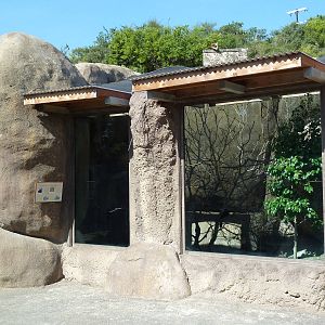Africa Live - Lady Ross's Turaco/White-Bellied Bustard Exhibit