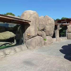 Africa Live - Dwarf Mongoose + Bird Exhibits