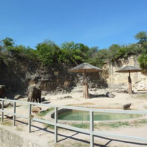 Asian Elephant Exhibit
