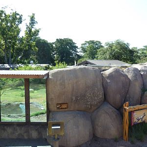 Africa Live - African Wild Dog Exhibit