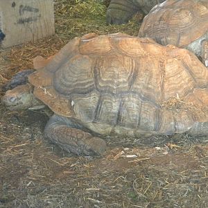 African Spurred Tortoise.