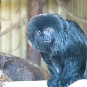 Goeldi's Marmoset.