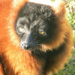 Red Ruffed Lemur.