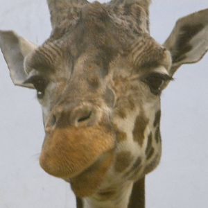 Hybrid female Rothschild Giraffe.