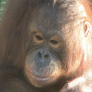 Cherie the Female Bornean Orangutan.
