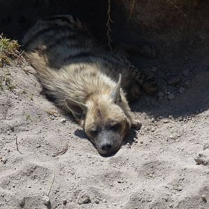 striped hyena africam safari