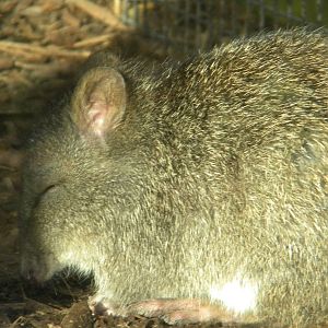 Long nosed Potoroo.