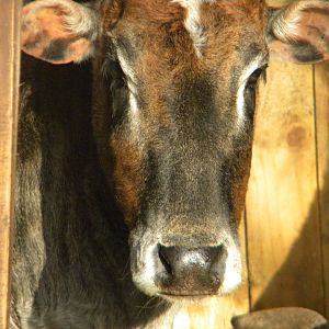 Dwarf Zebu.
