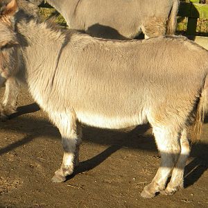 Miniature Donkey.