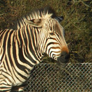 Hartmann's Mountain Zebra.